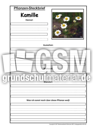 Pflanzensteckbrief-Kamille.pdf